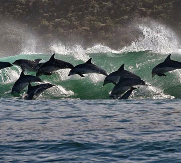 Dolphins