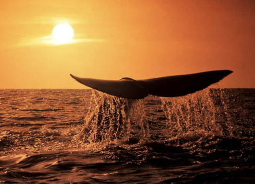 Winter in Plettenberg Bay: Events, Experiences & Seasonal Magic (June–July)