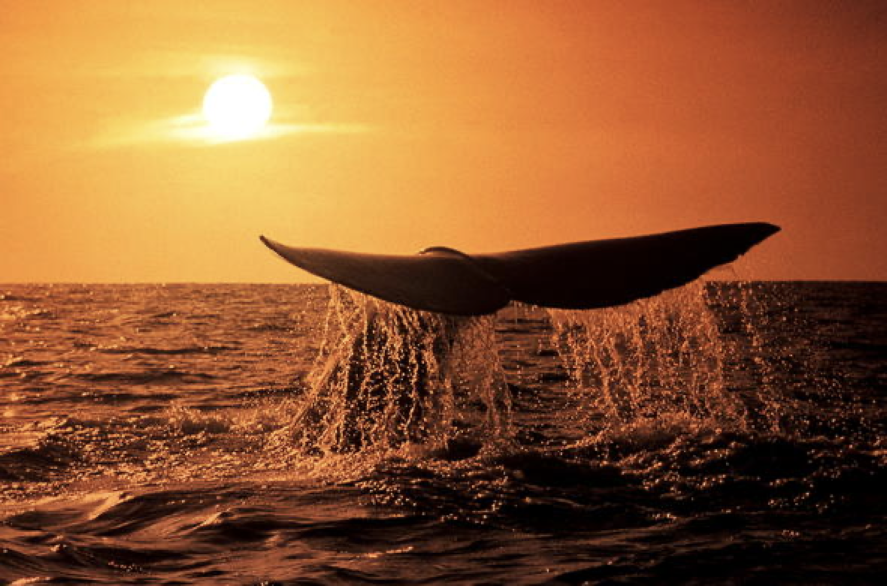A whale tail breaches above the ocean surface at sunset, silhouetted against a sky glowing with warm orange hues.