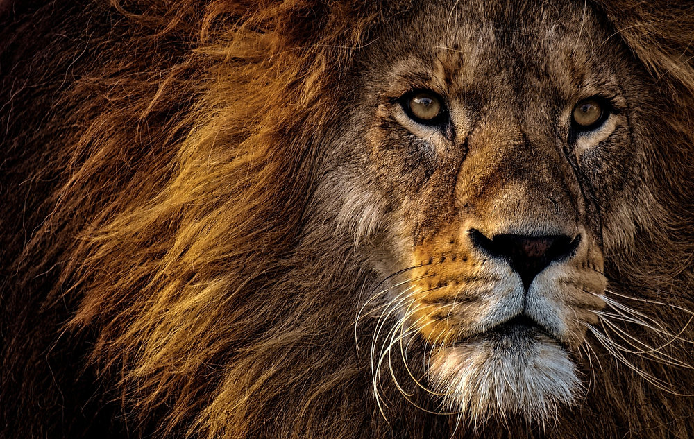 Wine Route & Big 5 Safari